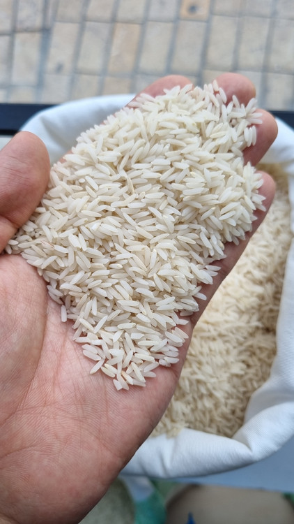 دانه های یکدست و سه الکه برنج طارم هاشمی بدون شکستگی و نیم دانه